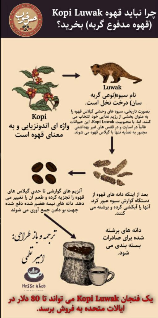 پروسه فرآیند قهوه مدفوع گربه