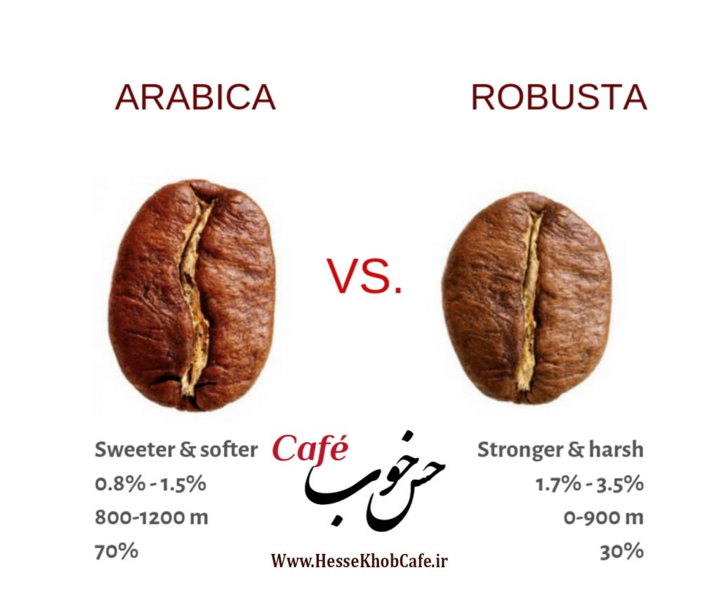 مقایسه تصویری دان قهوه عربیکا و ربوستا 